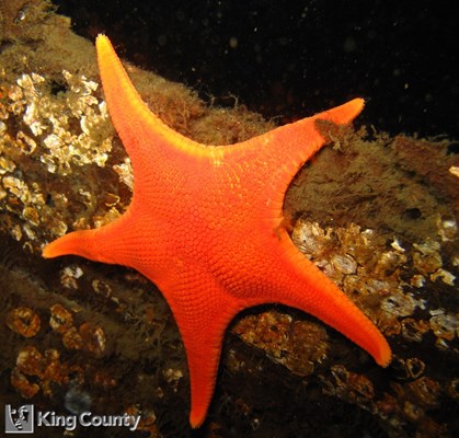 Photo of Mediaster aequalis